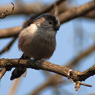 adulto ssp. <i>europaeus</i>, Verona, 8.04.2006