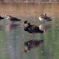 gruppetto in sosta migratoria con maschi e femmine, Nogara (VR), 23.04.2014