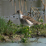 maschio, Sorg (VR), 3.04.2011