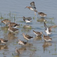 gruppetto in sosta migratoria, aprile