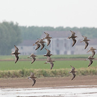 stormo in volo, Isola della Scala (VR), 23.04.2016