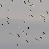 stormo in volo, Nogara (VR), 5.05.2018