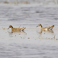 individui semisommersi, Sorg (VR), 17.03.2007