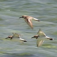 gruppetto in volo in abito invernale, settembre