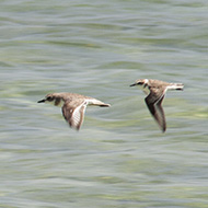 in volo con fratino (a ds), settembre