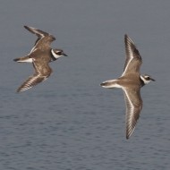 abito invernale, Sacca di Scardovari (RO), 11.10.2014