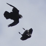 adulti, Monte Piana (BL), 28.08.2010