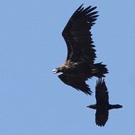 adulto con avvoltoio monaco, settembre