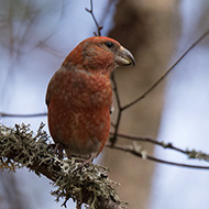 maschio, aprile - <a href=https://commons.wikimedia.org/wiki/File:Loxia_pytyopsittacus.jpg target=CC><font color=white>[photo credits]</font></a>