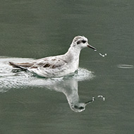 abito invernale, Laghi (VI), 13.04.2019