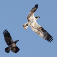 individuo con cornacchia grigia, aprile