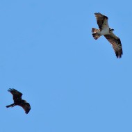 adulto con falco di palude, agosto