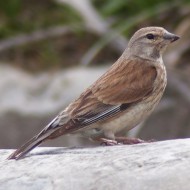 femmina, Lessinia (VR), 13.06.2010