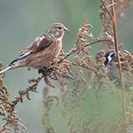 1cy con passera mattugia, Vallesina (VE), 9.11.2007