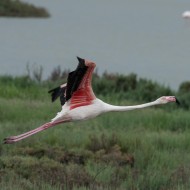 adulto in volo, giugno