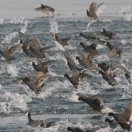 stormo in inverno, gennaio