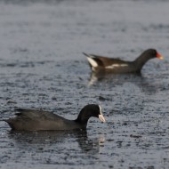 adulto con gallinella d'acqua, Vallesina (VE), 7.04.2014