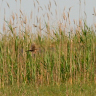 adulto in volo, maggio