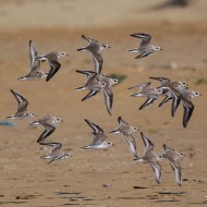 stormo in volo, settembre