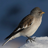 adulto in abito invernale, Bocca di Selva - Lessinia (VR), 17.02.2019