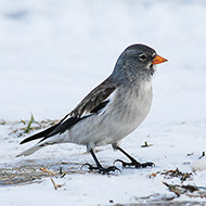 adulto in abito invernale, febbraio