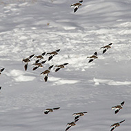 gruppo, Bocca di Selva - Lessinia (VR), 27.01.2013