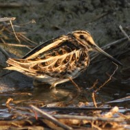 adulto, Vallesina (VE), 26.03.2012