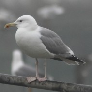 adulto in abito invernale, Chioggia (VE), 15.12.2012