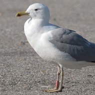 adulto in abito invernale, febbraio