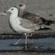 2cy (2 inverno), Chioggia (VE), 15.12.2012