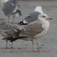 2cy (1 inverno), Chioggia (VE), 13.01.2013