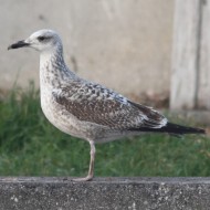 2cy (1 inverno), Chioggia (VE), 11.01.2013