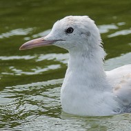 giovane, luglio