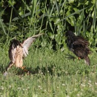 interazione tra gallinella d'acqua e gheppio, Vallesina (VE), 30.07.2014