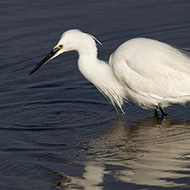 adulto in abito riproduttivo, Laguna di Venezia, 8.02.2015