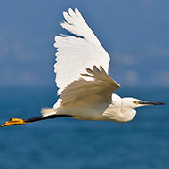 adulto in volo, Peschiera del Garda (VR), 12.08.2007