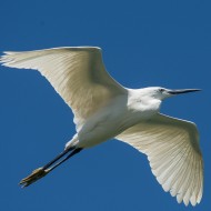 adulto in volo, Chioggia (VE), 24.05.2015