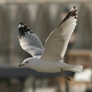 adulto in abito invernale, Venezia