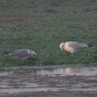 adulto in abito invernale (a ds) con gavina, Chioggia (VE), dicembre