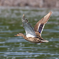 femmina, Lago di Garda (VR), 2.05.2017