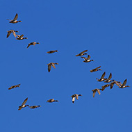 gruppo in volo, Busatello (VR), 17.05.2014