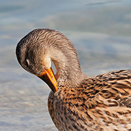 femmina, Lago di Garda (VR), 12.08.2007