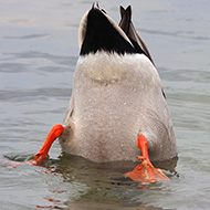 maschio in <i>upending</i>, Lago di Garda (VR), 28.03.2009