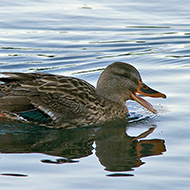 femmina, Lago di Garda (VR), 9.12.2012