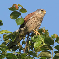 maschio, San Michele Extra (VR), 19.05.2012