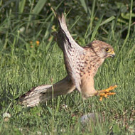 gheppio (a sn) con gallinella d'acqua, Vallesina (VE), 30.07.2014