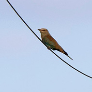 giovane, Villa Bartolomea (VR), 15.08.2014