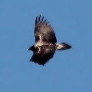 2cy con corvo imperiale, Bocca di Selva - Lessinia (VR), 20.10.2015