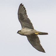 girfalco con gabbiani tridattili