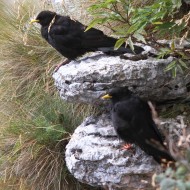 adulti, Monte Grappa (TV), 8.08.2012